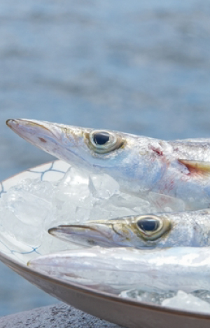 伊王島日の出カマス