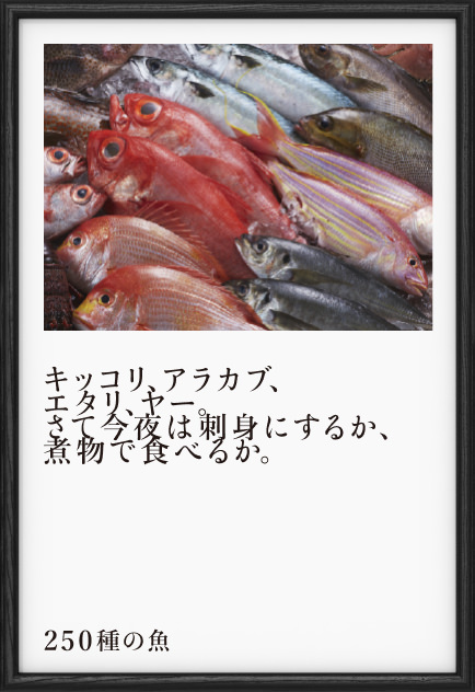 250種の魚