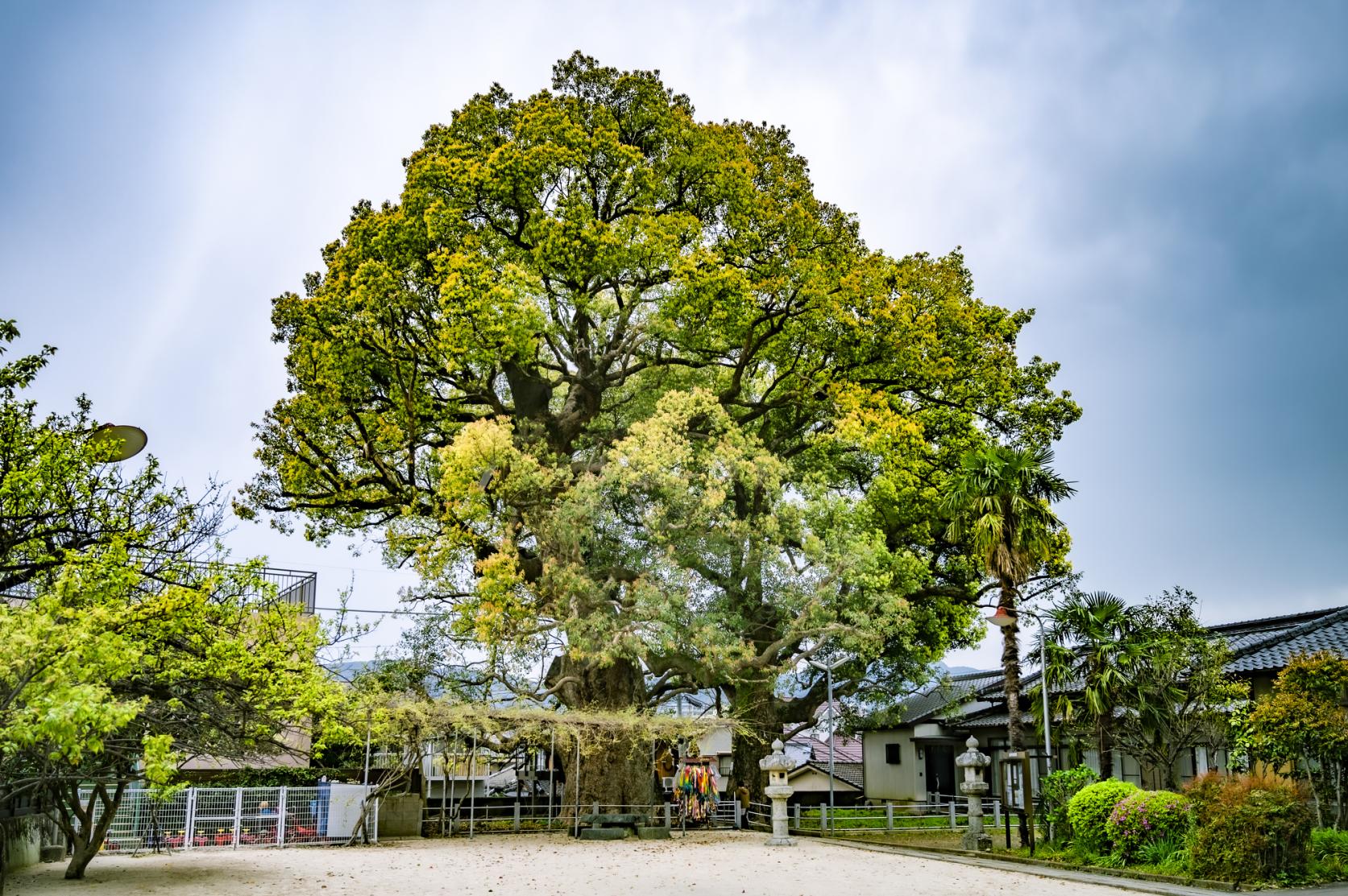 被爆クスノキ（山王神社）