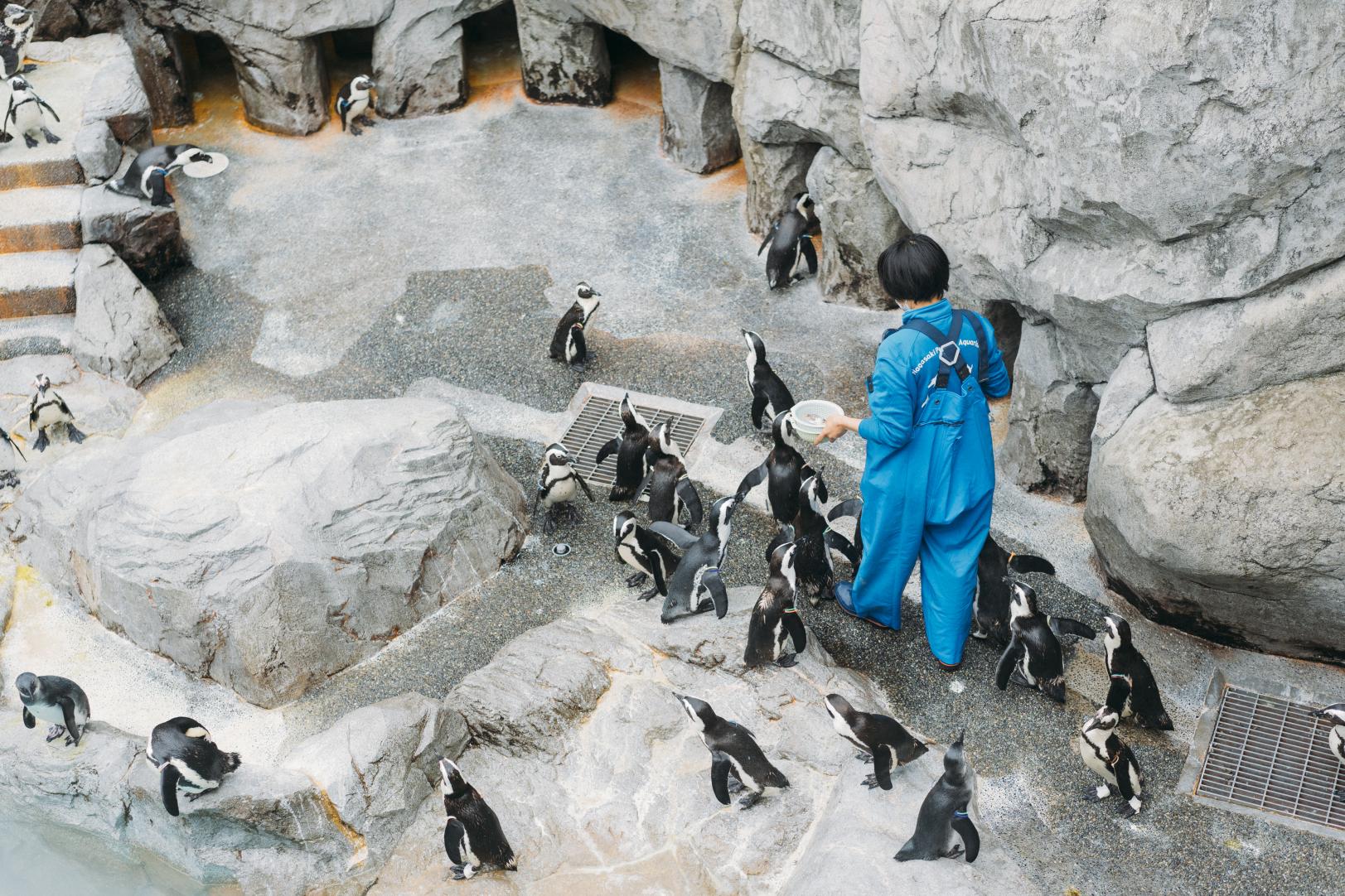 東長崎エリア、実はスゴイ！スポット　長崎ペンギン水族館