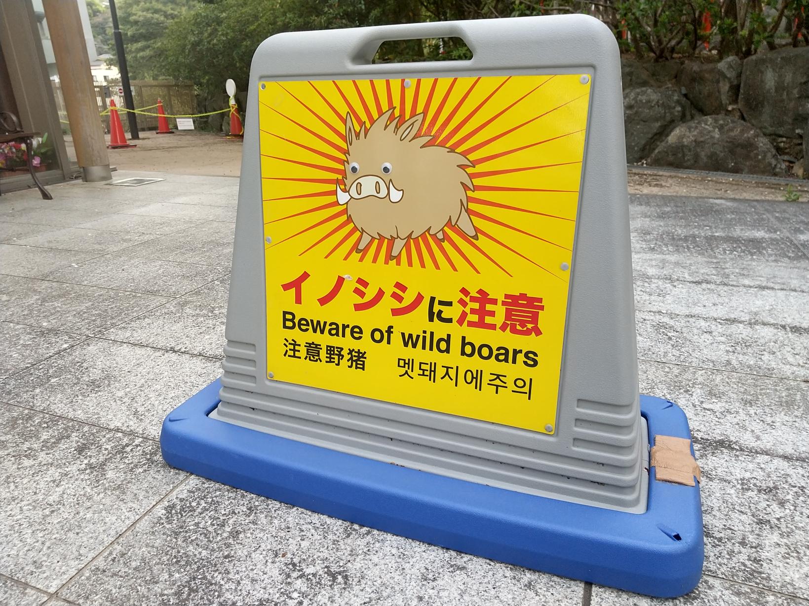 イノシシ注意