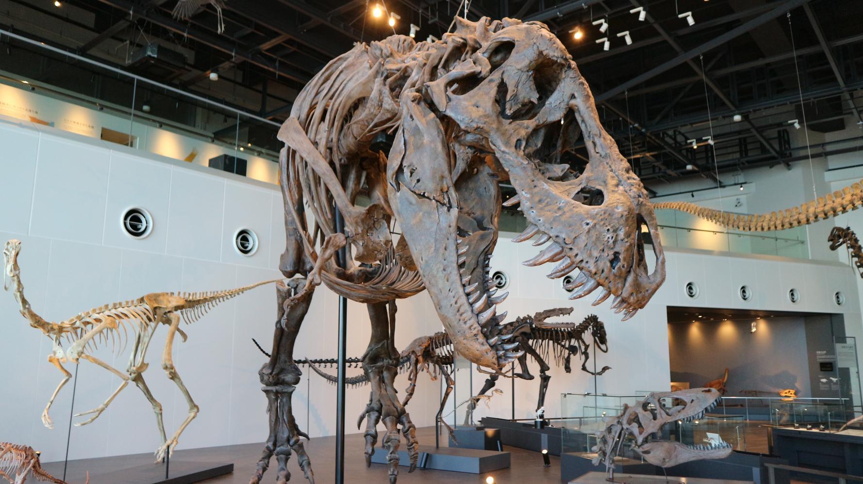 A new standard for Nagasaki travel! A thorough report on the highlights of the dinosaur museum!