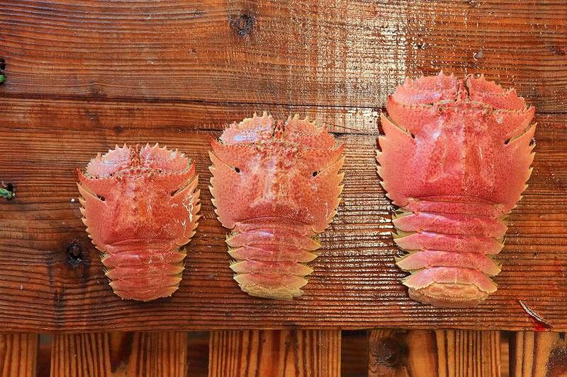 長崎に来たら一度は食べたい！ うちわ海老