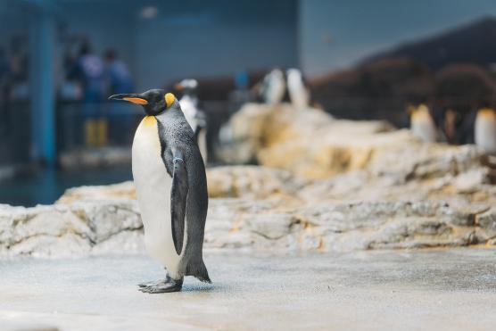 長崎ペンギン水族館