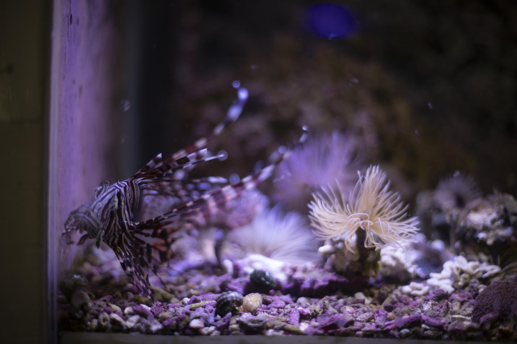 のもざきの小さな水族館