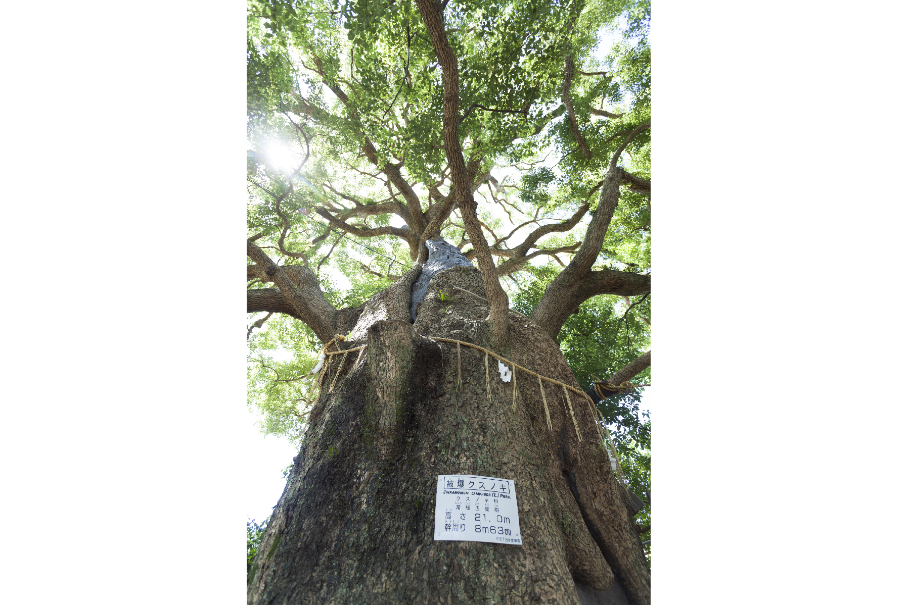 山王神社の大クス