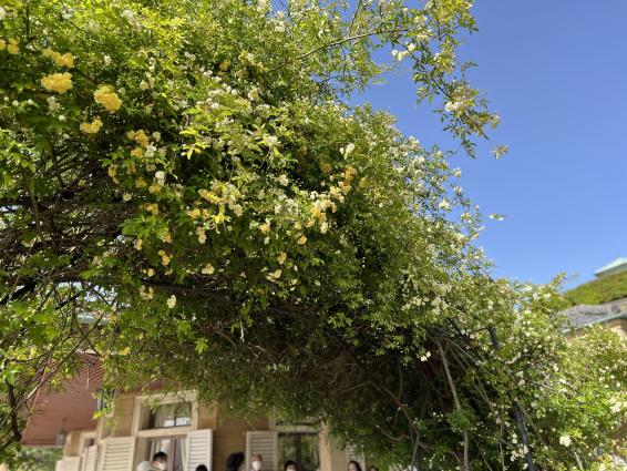 園内の至るところで、季節の花々が楽しめます。休憩スポットもありますよ！-1