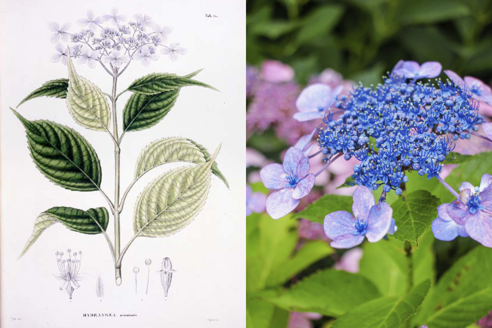 ◆Plantes saisonnières｜Hortensia-0