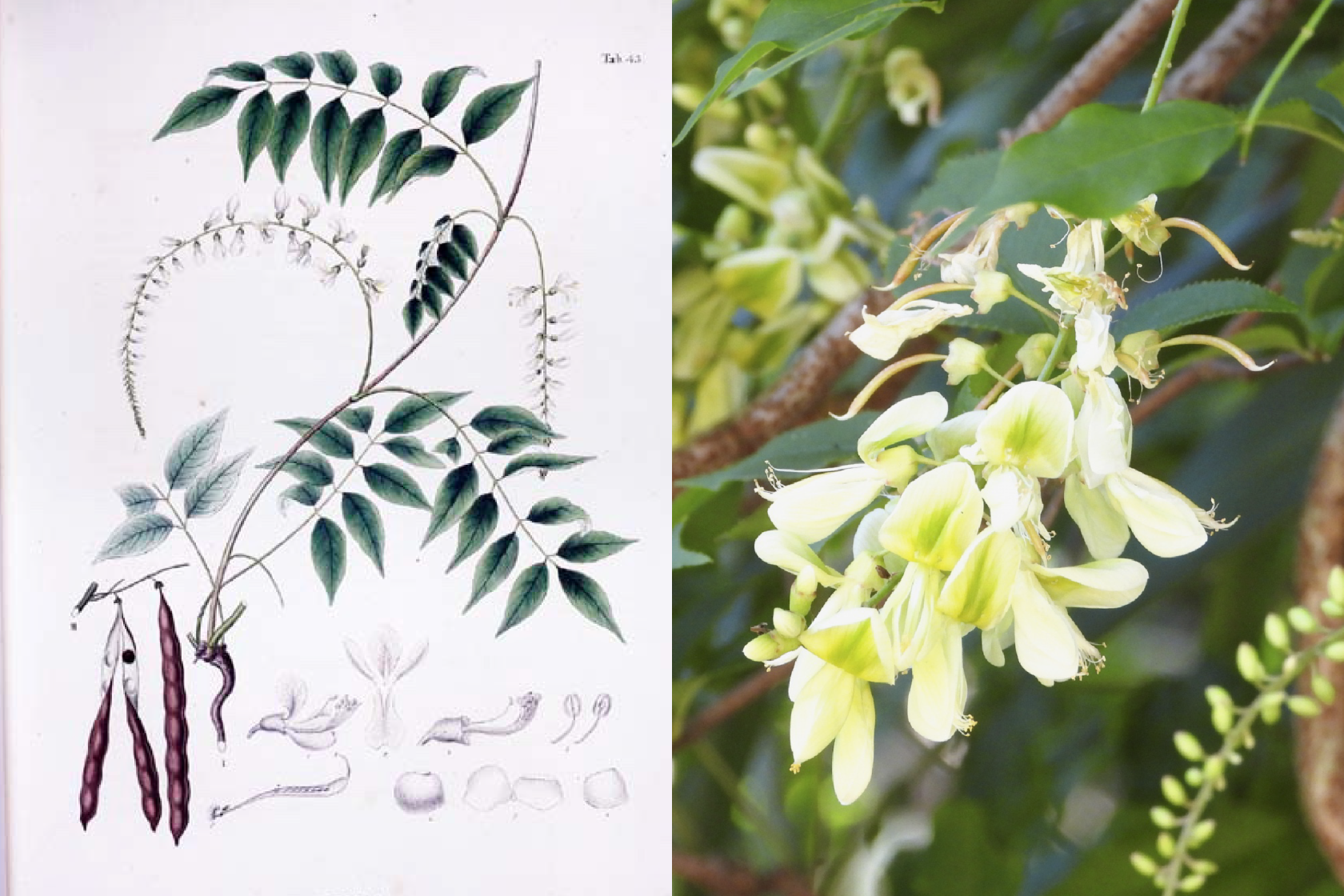 ◆季節の植物｜ナツフジ-0