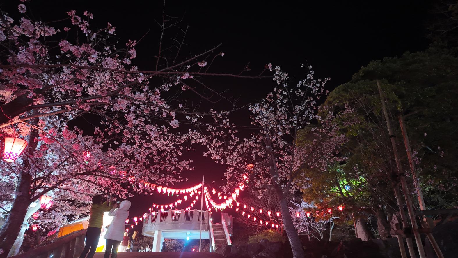 立山公園さくら祭り｜2026年3月27日(金)～4月5日(日)-1