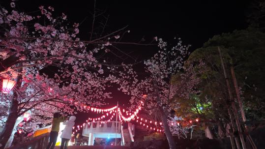 立山公園さくら祭り｜2026年3月27日(金)～4月5日(日)-1