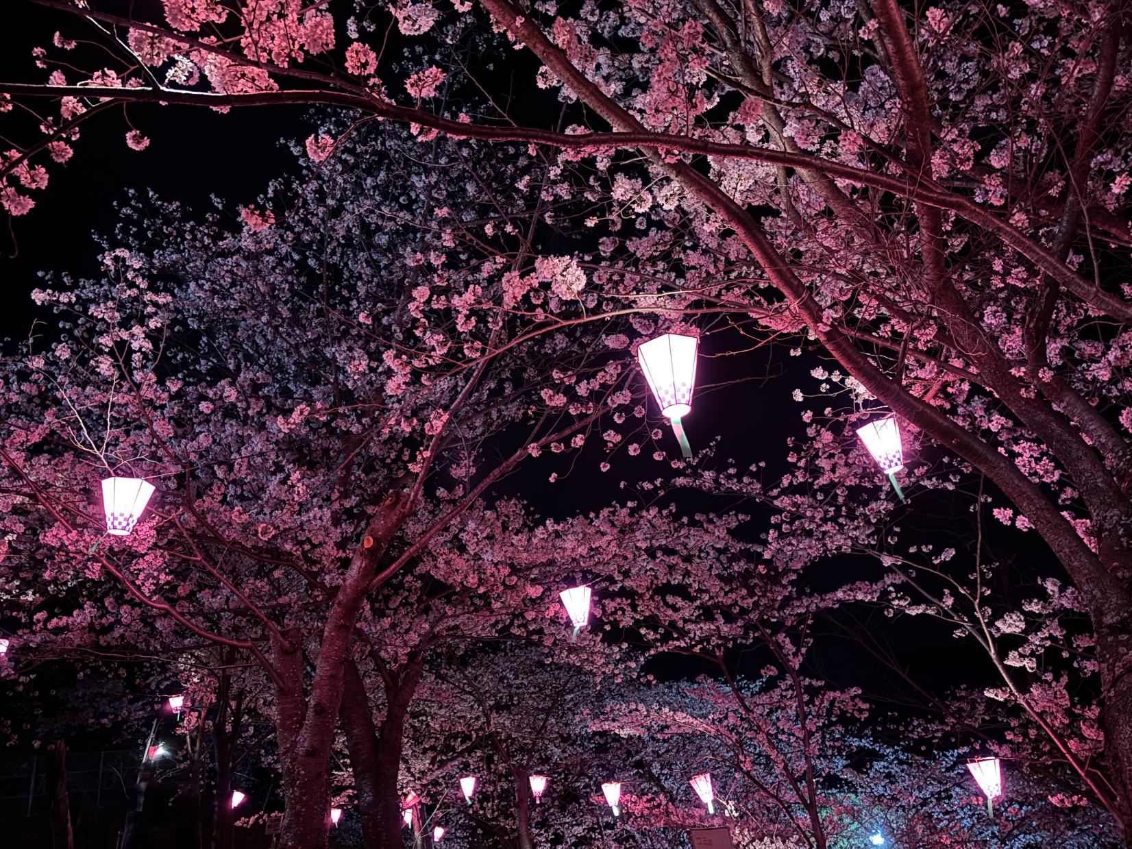 立山公園さくら祭り｜2026年3月27日(金)～4月5日(日)-0