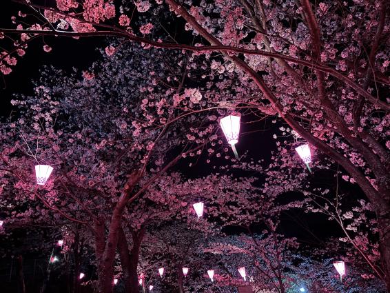 立山公園さくら祭り｜2026年3月27日(金)～4月5日(日)-0