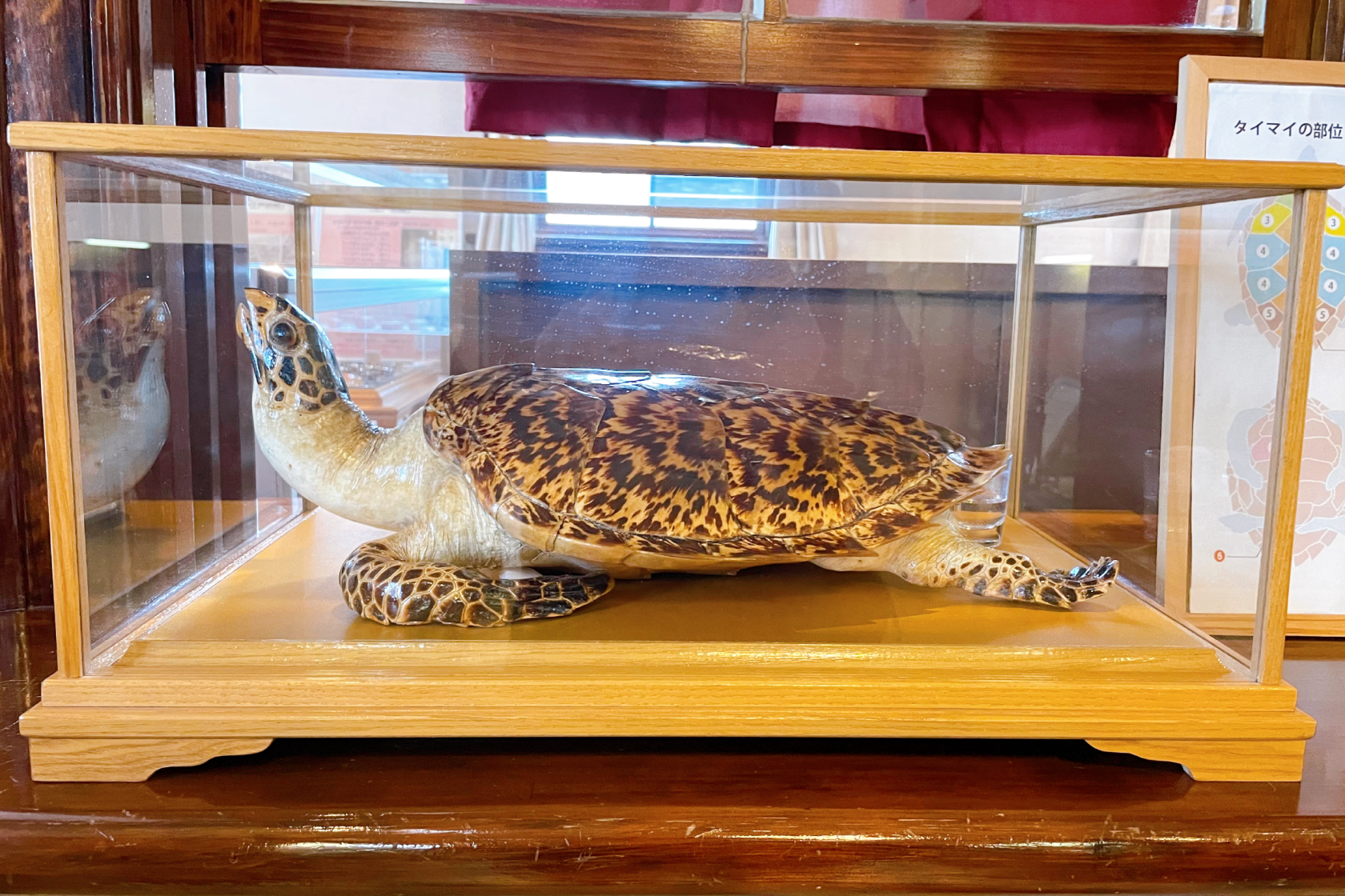 歴史と文化のストーリー｜超絶技巧の造形アート べっ甲-3