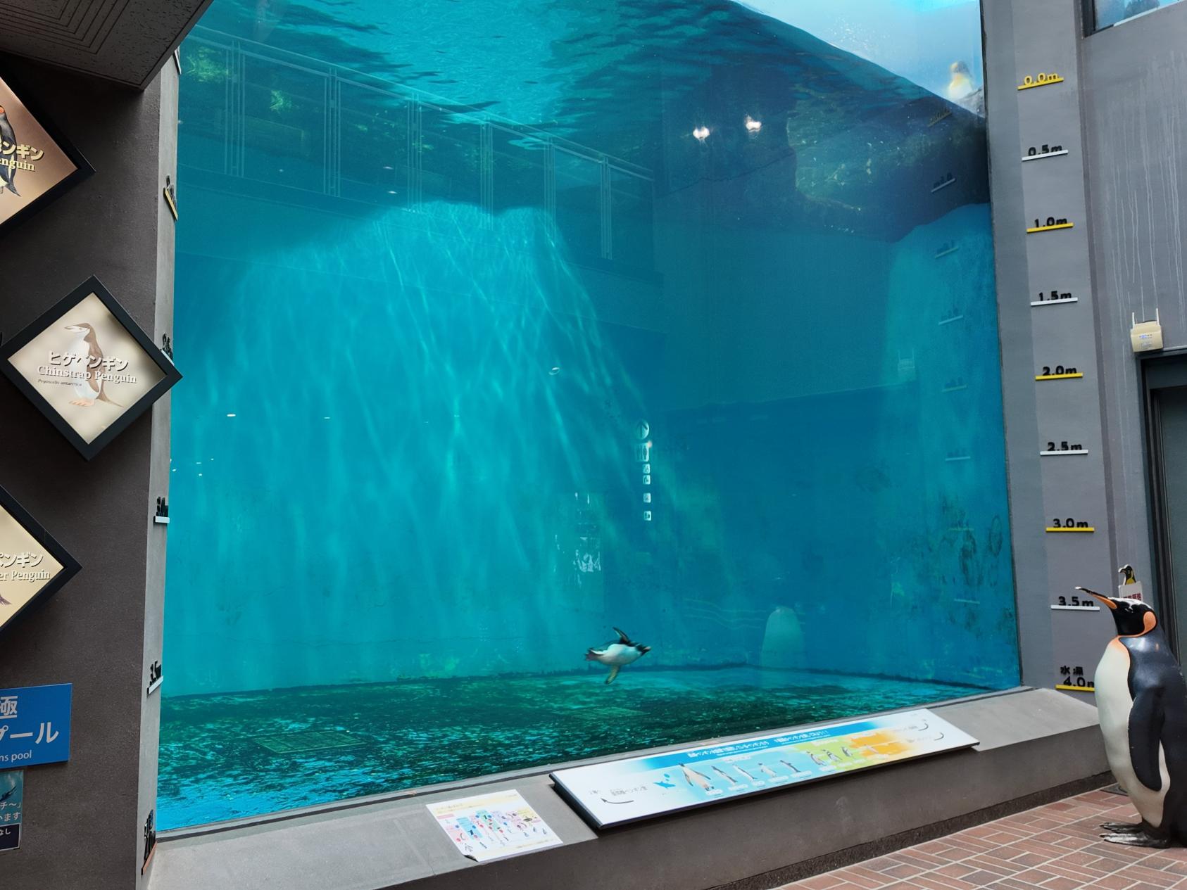水深4ｍの大きな水槽-0