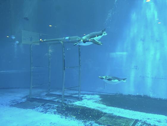 水深4ｍの大きな水槽-1