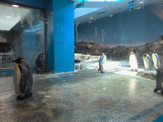 思い思いに過ごすペンギンたち-2