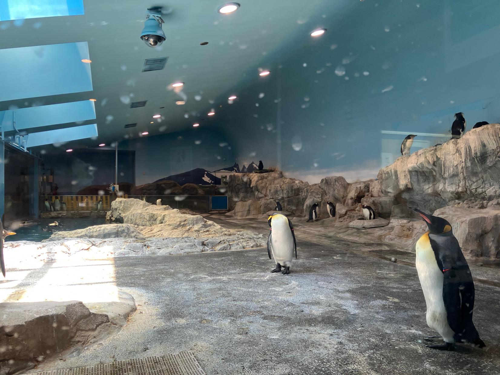 思い思いに過ごすペンギンたち-3