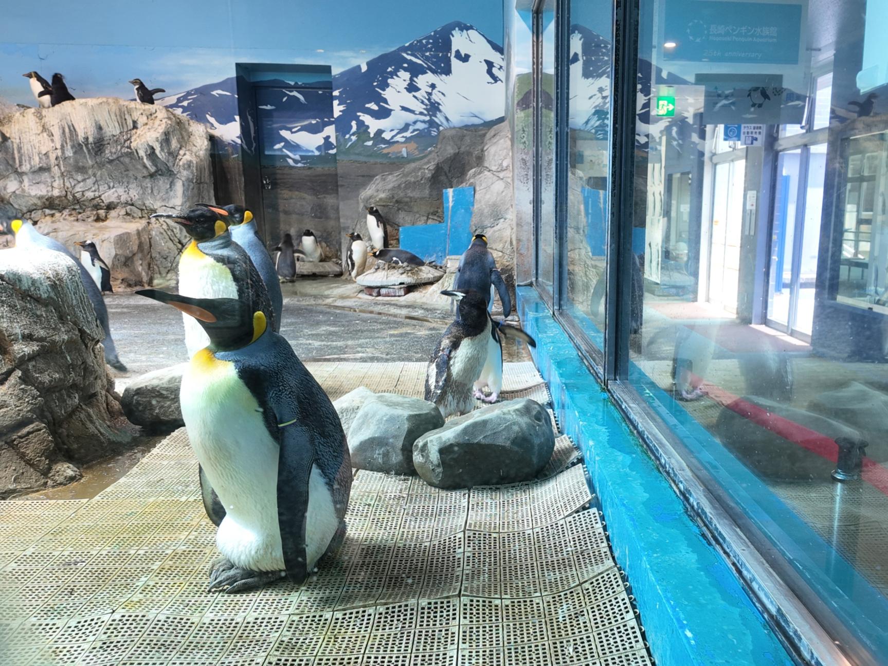 思い思いに過ごすペンギンたち-0
