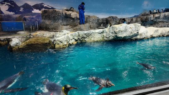 思い思いに過ごすペンギンたち-1