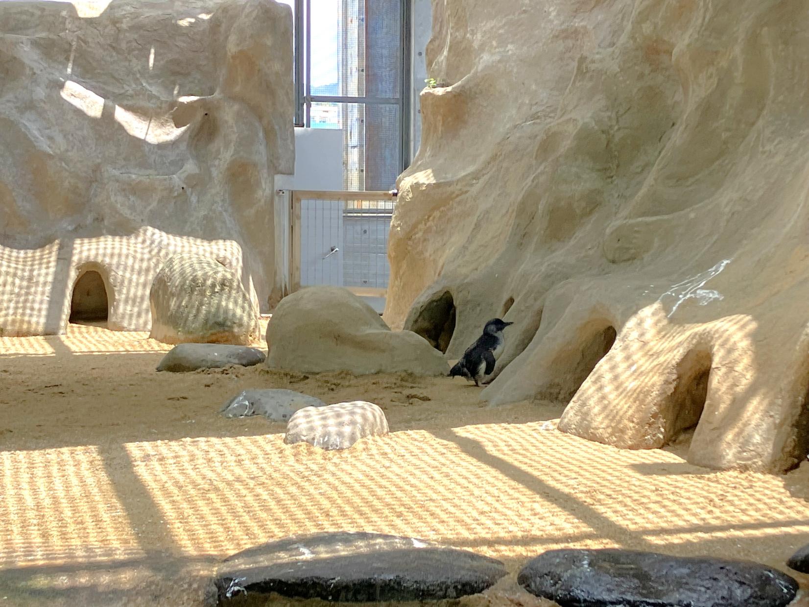 ペンギンのいろんな「音」が聞こえてくる！-1