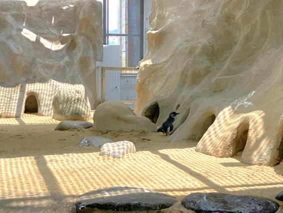 ペンギンのいろんな「音」が聞こえてくる！-1