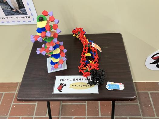 開館25周年記念関連企画展「DNAから見るペンギンたちのつながり」-5