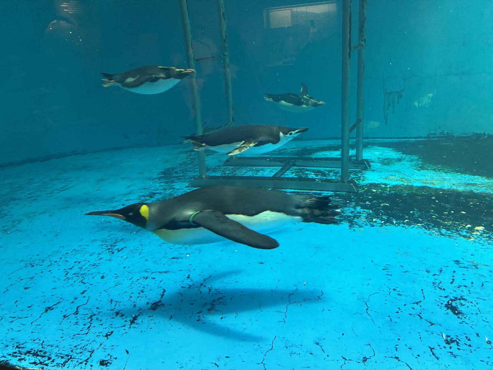 長崎ペンギン水族館はどんなところ？-0