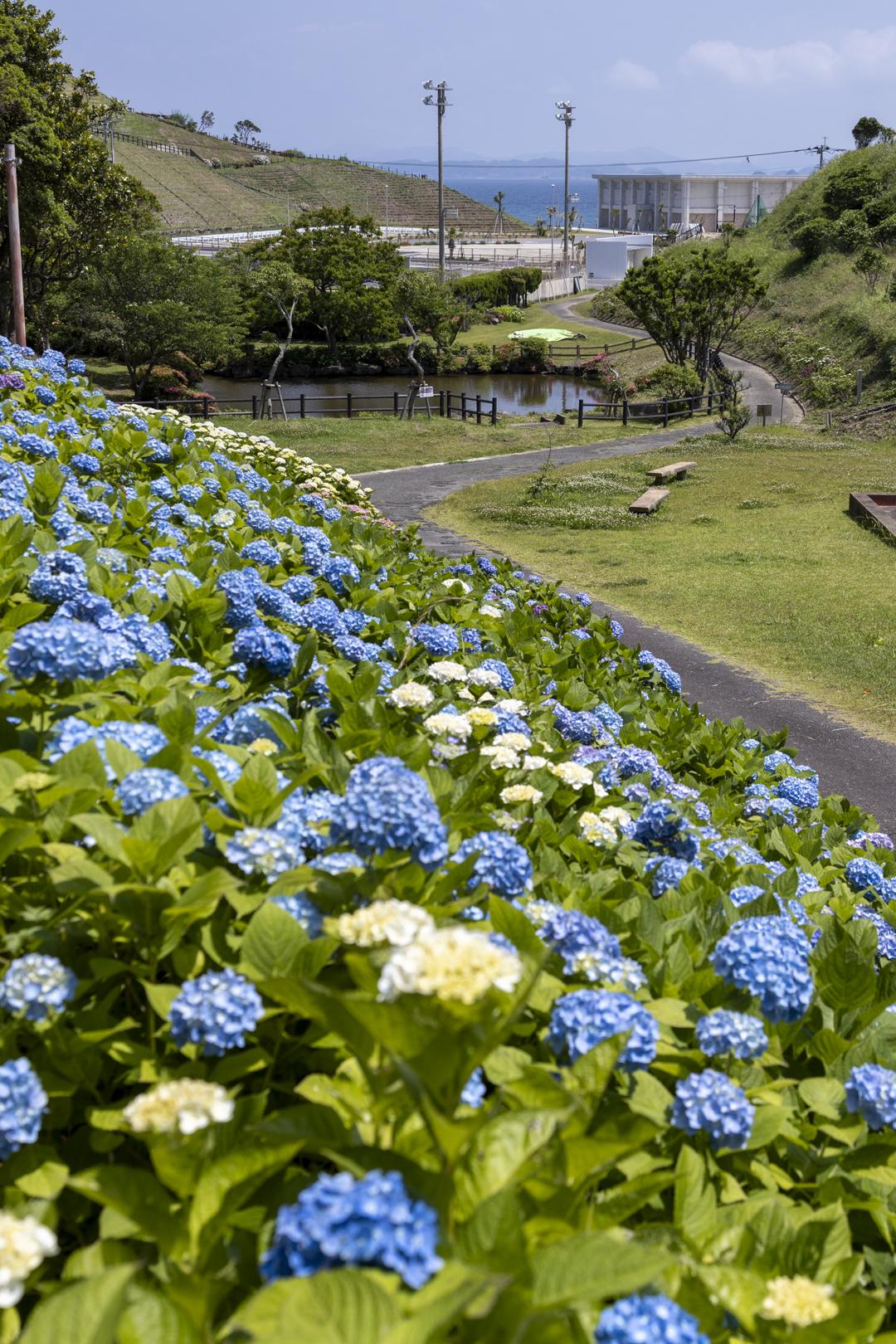 あじさいが咲き誇る野母崎の春-2