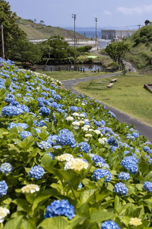 あじさいが咲き誇る野母崎の春-2