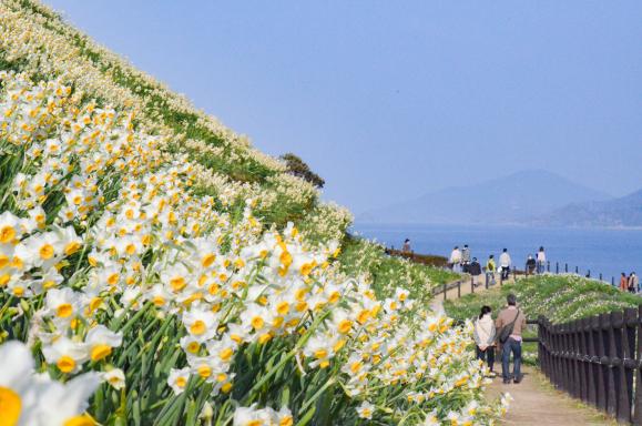 水仙が丘を埋め尽くす野母崎の冬-1