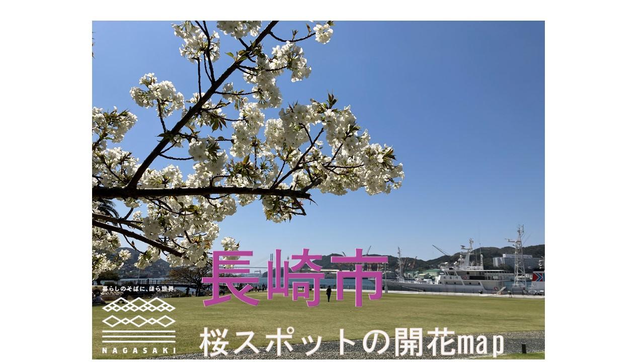 長崎市内の桜開花状況をお知らせします-1