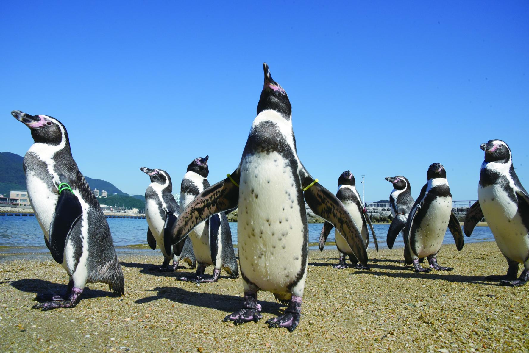 東長崎エリア、実はスゴイ！
長崎ペンギン水族館-1