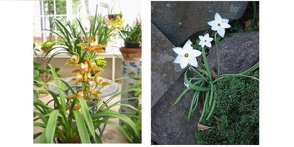 いつ訪れても花盛り！ グラバー園“四季の花々”-2