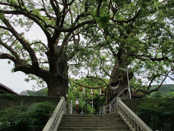 山王神社の2本の被爆クス-1