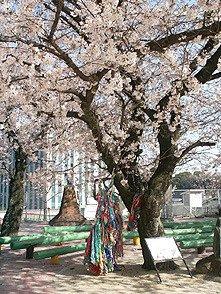 桜は平和の象徴。寄贈された嘉代子桜-2