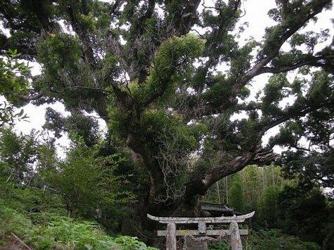 竃（かまど）神社の大クス