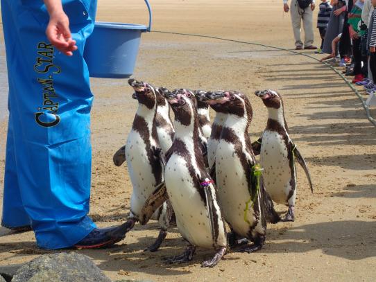 長崎ペンギン水族館-7