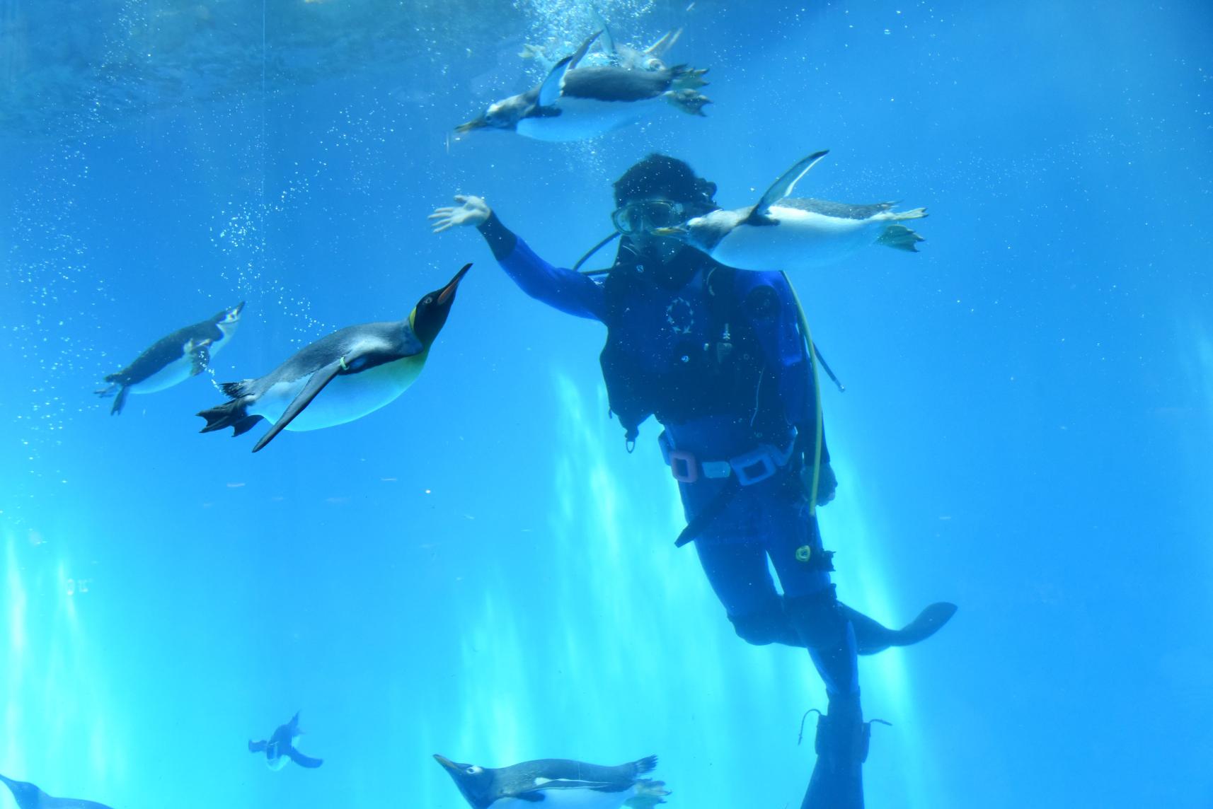 長崎ペンギン水族館-5