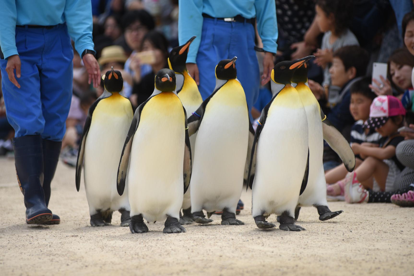 長崎ペンギン水族館-1