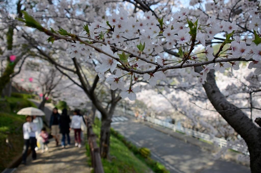 立山公園さくらまつり-3