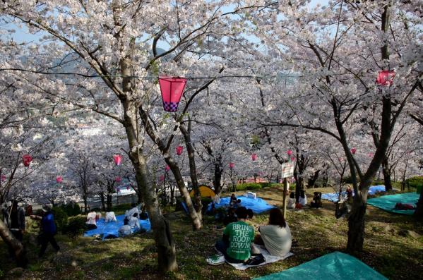 立山公園さくらまつり-5