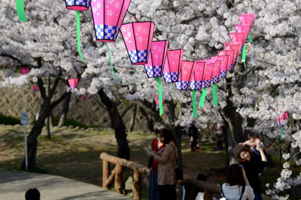 長崎市内で桜の数が一番多い「立山公園」