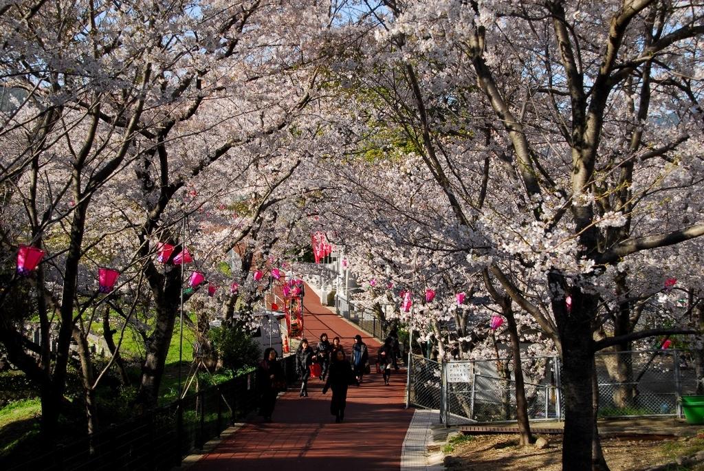 風頭公園桜まつり-1