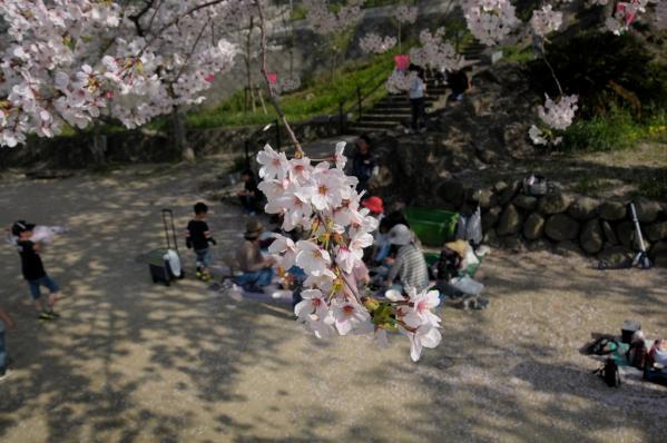 風頭公園桜まつり-3