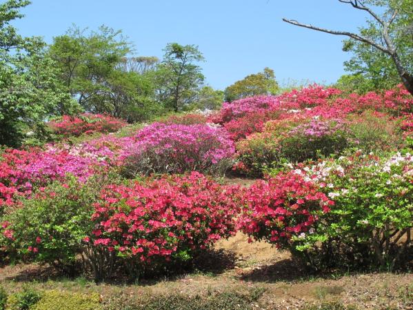 稲佐山つつじまつり-1