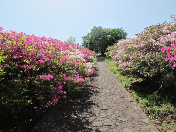 稲佐山つつじまつり-3