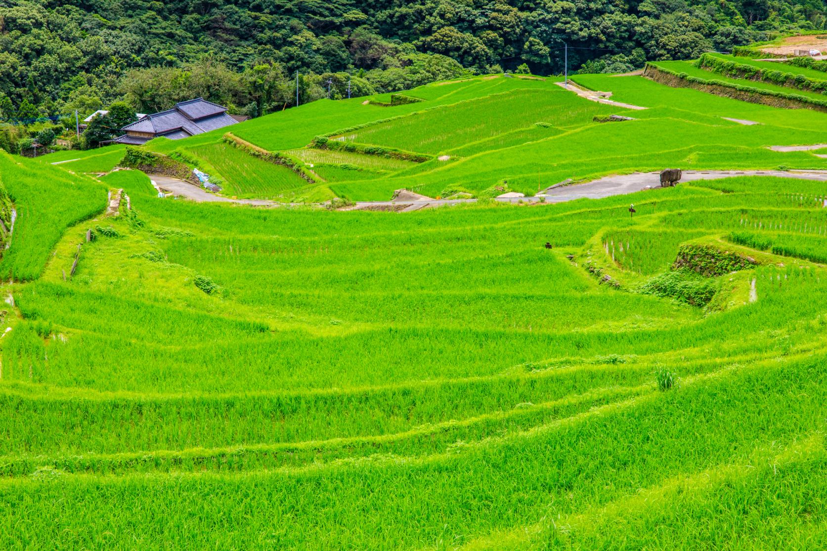 大中尾棚田-4