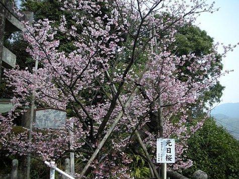 西山神社の寒桜