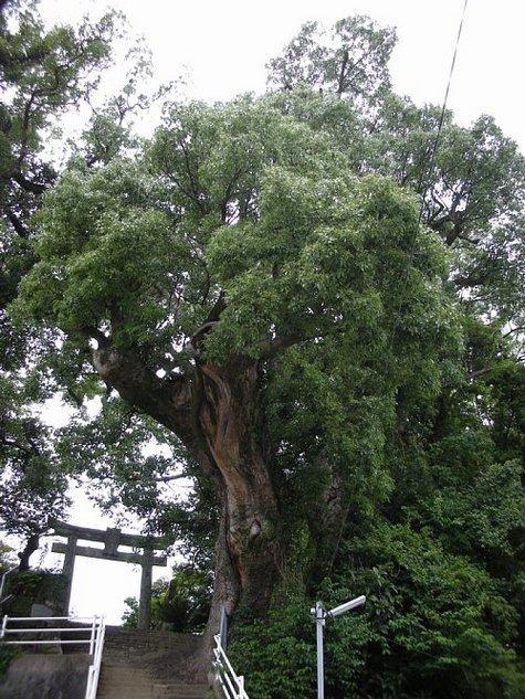 矢上八幡神社の大クス